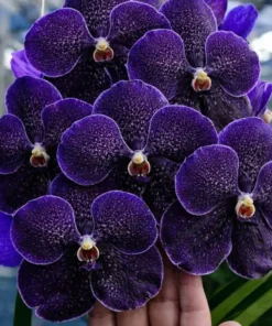 Black Kulwadee Blooming Size