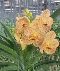 Perry Como Blooming Size