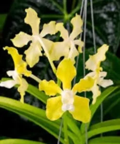 Vanda Tessellata Alba Blooming Size