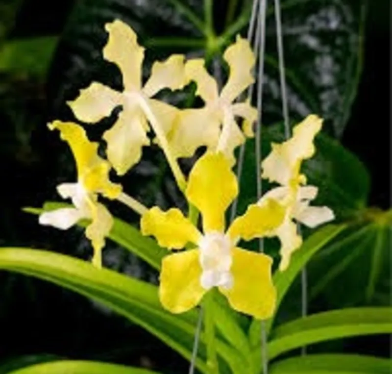 Vanda Tessellata Alba Blooming Size