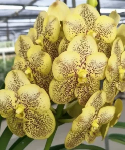 Yellow Spot 15 Blooming Size