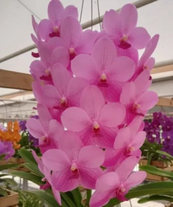 Vanda Siripath Pink Blooming Size