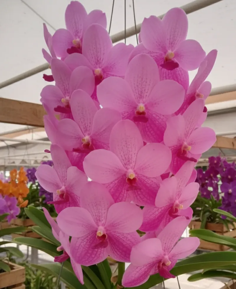 Vanda Siripath Pink Blooming Size