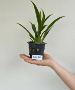 Alternative view of Oncidium Twinkle Pink Red- Blooming size