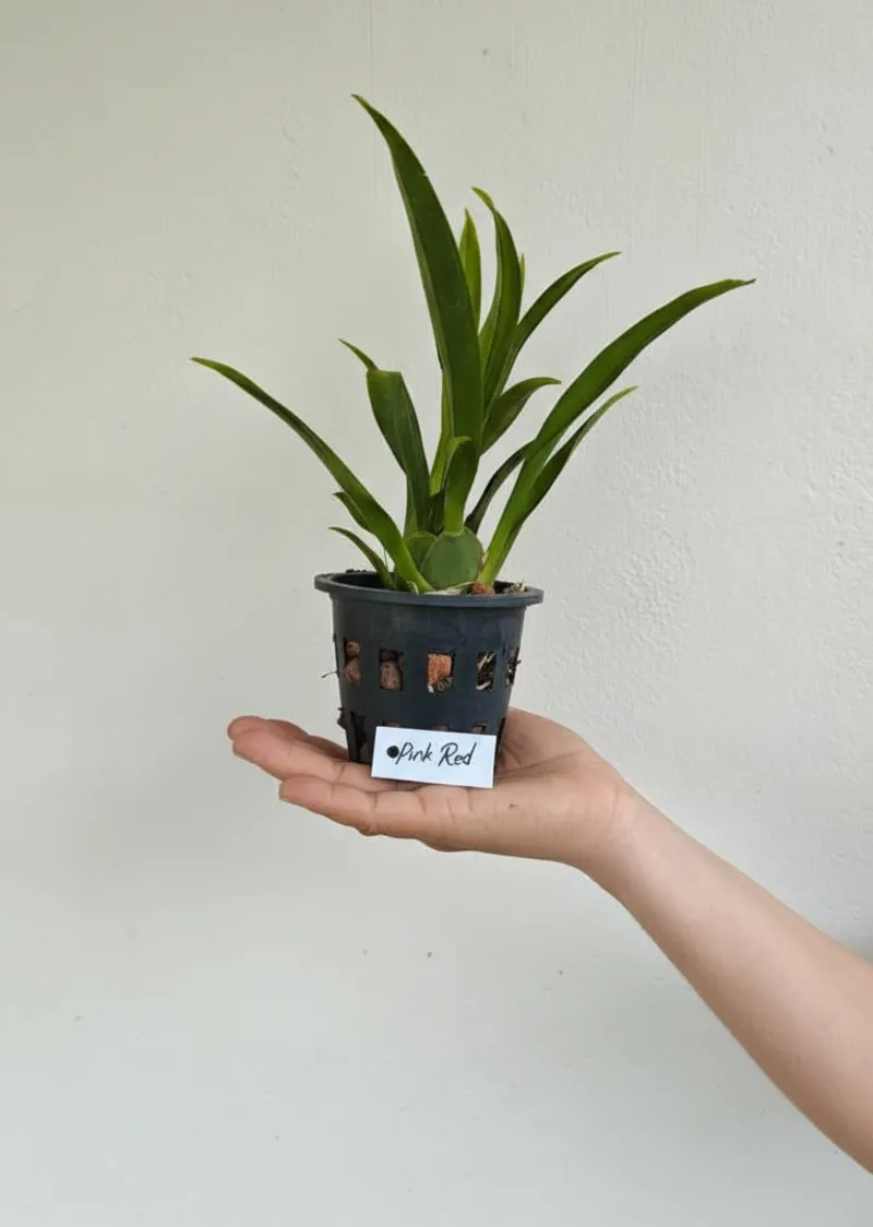 Oncidium Twinkle Pink Red- Blooming size - Image 2