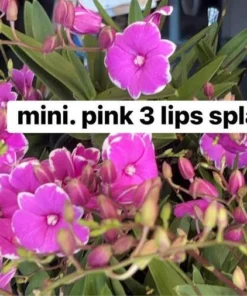 Ready to Flower Size Dendrobium Mini Pink 3 Lips Splash