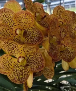 Yellow Ring Blooming Size