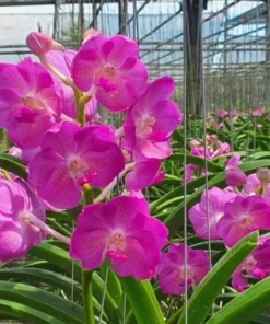 Brighton Sunset x Pine River Blooming Size