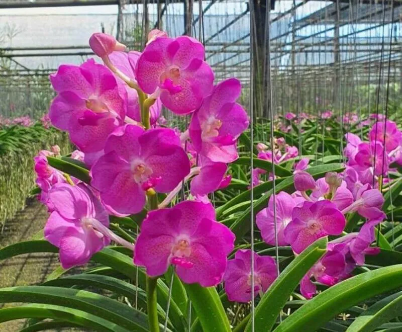 Brighton Sunset x Pine River Blooming Size