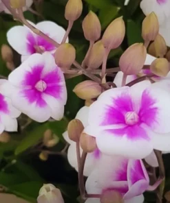 Ready to Flower Size Dendrobium Mini White Glory