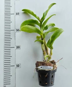 Alternative view of Ready to Flower Size Dendrobium King Dragon Yellow