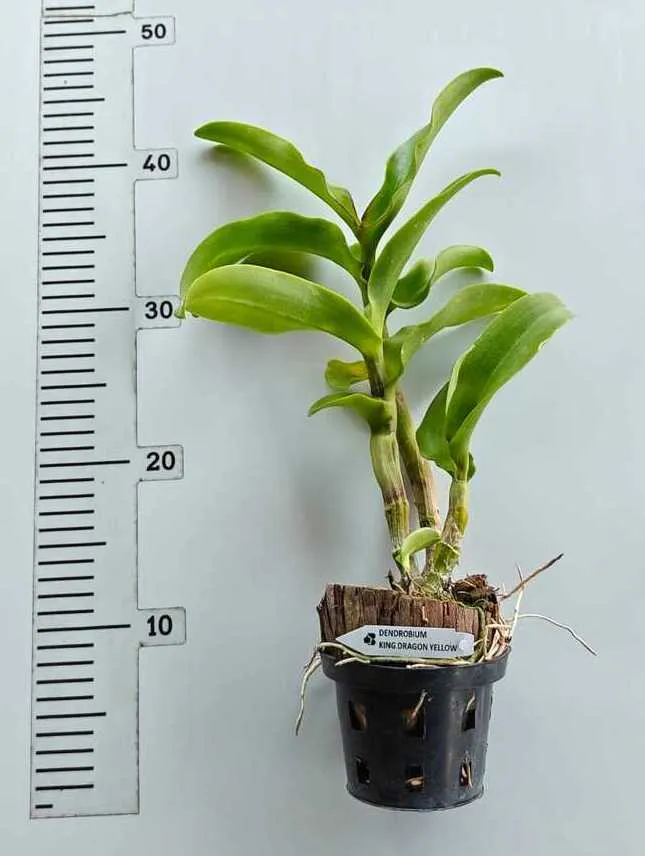 Ready to Flower Size Dendrobium King Dragon Yellow - Image 2