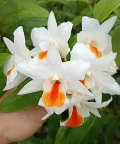 Ready to Flower Size Dendrobium Roong Kamol