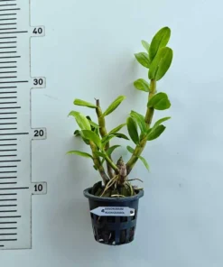 Alternative view of Ready to Flower Size Dendrobium Roong Kamol
