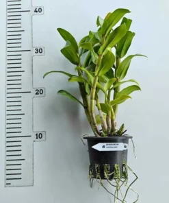 Alternative view of Ready to Flower Size Dendrobium Sophia Ang