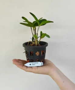 Alternative view of Cattleya Forbesii Blooming Size
