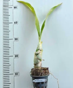 Alternative view of Catasetum Black Penang Waltz