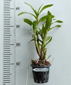 Alternative view of Ready to Flower Size Dendrobium Dawn Maree x Thai Jasmine