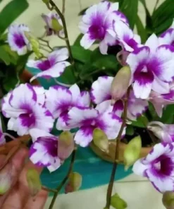 Ready to Flower Size Dendrobium Prakai Kanya