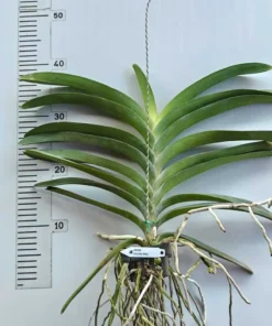 Alternative view of Yellow Ring Blooming Size