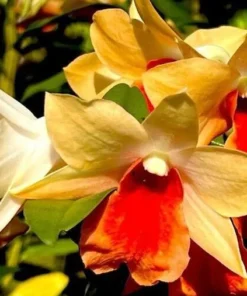 Ready to Flower Size Dendrobium Sophia Ang