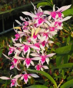 Ceasar Chaid Seedling