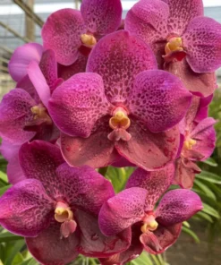 Vanda Red 1193 Blooming Size