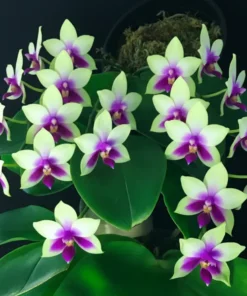 Ready to Flower Size Phalaenopsis bellina ‘Blue’ x Sib