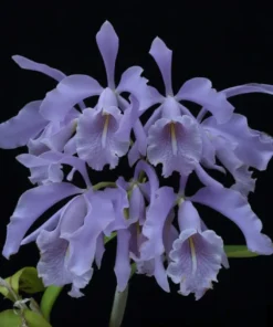 Cattleya Maxima Var. Coerulea Blooming Size