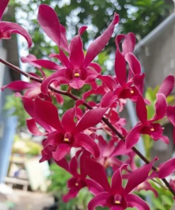 Red Maroon Twist 57 Seedling