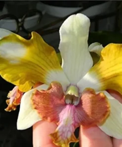 Ready to Flower Size Dendrobium King Dragon Yellow