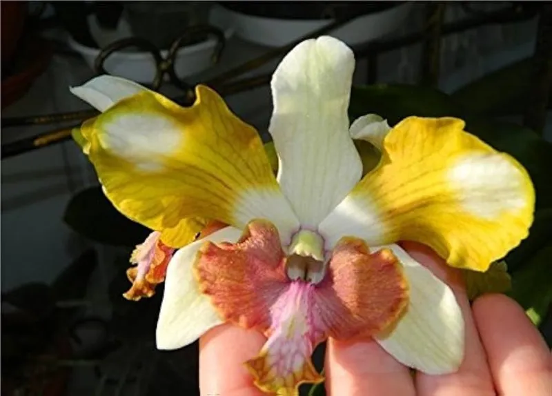 Ready to Flower Size Dendrobium King Dragon Yellow