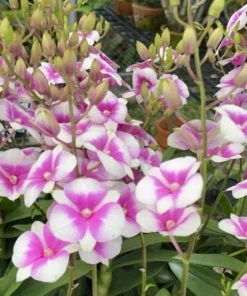 Ready to Flower Size Dendrobium Mini 3 Lips White Pink