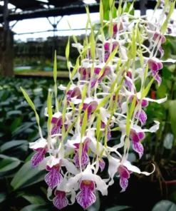 Rabbit Green 28 Seedling