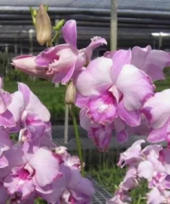 Pink Dragon Seedling