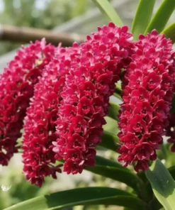 Rhynchostylis Red Foxtail Medium Size