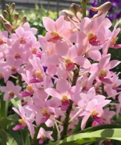 Rhynchostylis Coichi Blooming Size