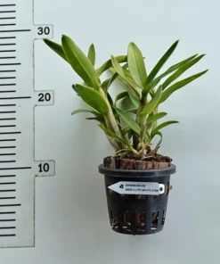 Alternative view of Ready to Flower Size Dendrobium Mini 3 Lips White Pink