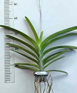 Alternative view of Yellow Spot 15 Blooming Size