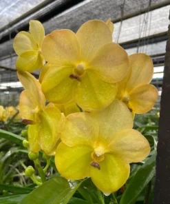 Vanda Yellow 665 Blooming Size