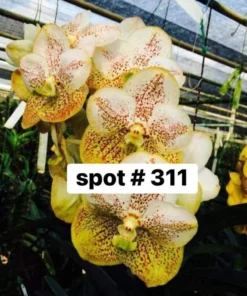Vanda Spot 311 Blooming Size