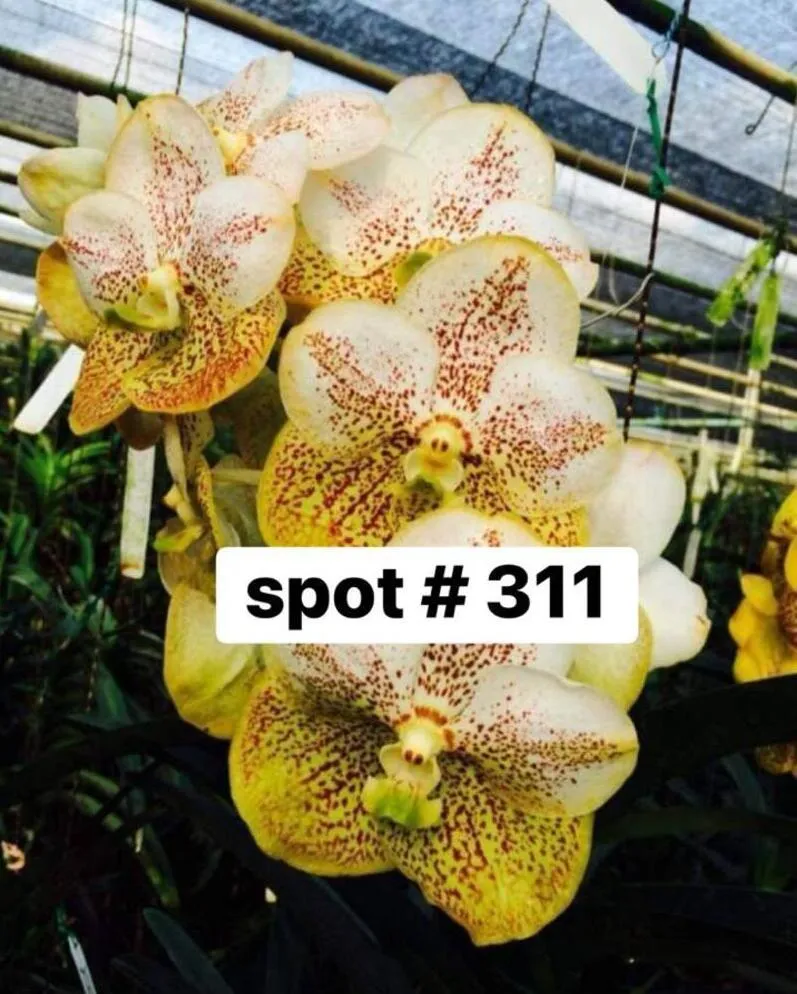 Vanda Spot 311 Blooming Size