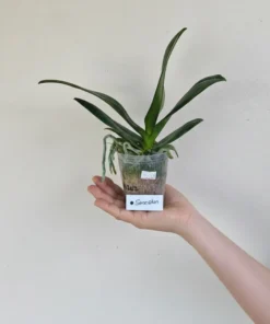 Alternative view of Phalaenopsis Green World Saneskin Blooming Size