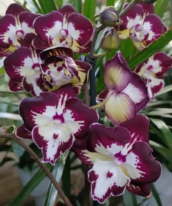 Phalaenopsis Darma Blooming Size