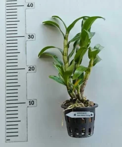 Alternative view of Ready to Flower Size Dendrobium Dawn Maree Orange