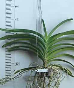 Alternative view of Vanda Black 721 Blooming Size