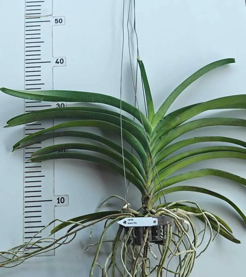 Vanda Black 721 Blooming Size - Image 2