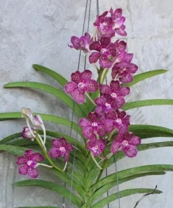 DJ Pink Spot Blooming Size