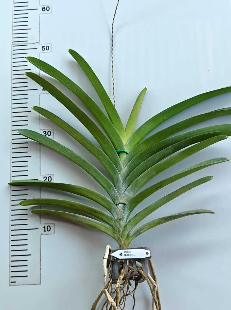 Vanda Spot 311 Blooming Size - Image 2