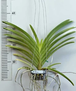Alternative view of Vanda Siripath Pink Blooming Size